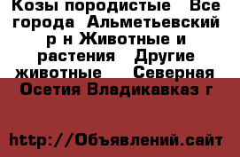Козы породистые - Все города, Альметьевский р-н Животные и растения » Другие животные   . Северная Осетия,Владикавказ г.